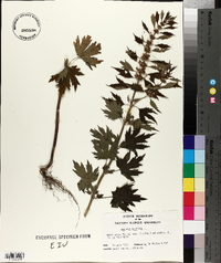 Leonurus cardiaca image