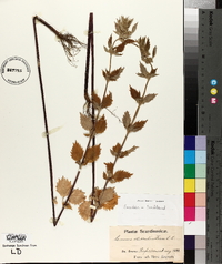 Chaiturus marrubiastrum image