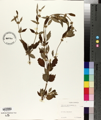 Chaiturus marrubiastrum image