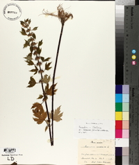 Leonurus cardiaca image