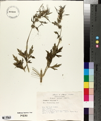 Leonurus sibiricus image