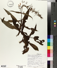 Lepechinia nelsonii image