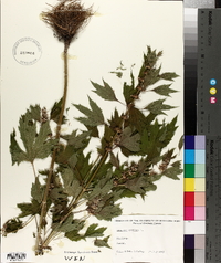 Leonurus cardiaca image