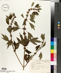 Leonurus cardiaca image