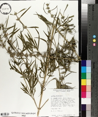 Leonurus sibiricus image