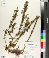 Leonurus sibiricus image