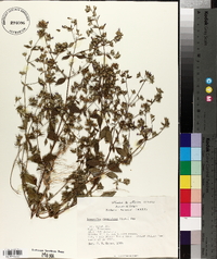 Loeselia glandulosa image