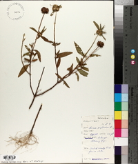 Leucas zeylanica image