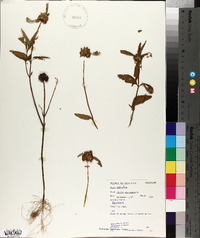 Leucas zeylanica image