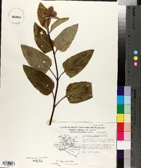 Lepechinia caulescens image