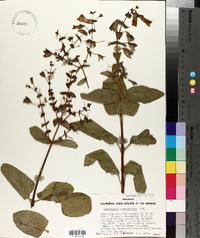 Lepechinia cardiophylla image