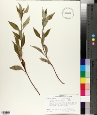 Lycopus rubellus image