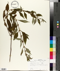 Lycopus rubellus image
