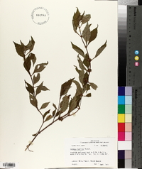 Lycopus rubellus image