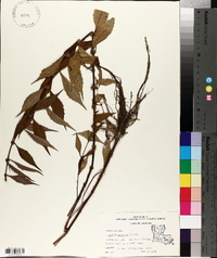 Lycopus rubellus image