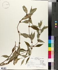 Lycopus rubellus image