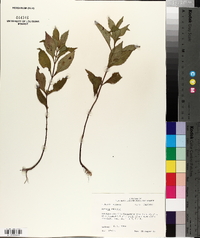 Lycopus rubellus image