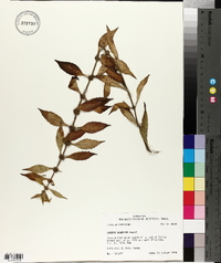 Lycopus rubellus image
