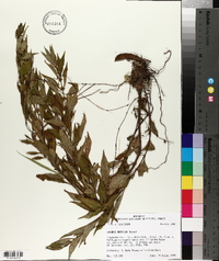 Lycopus rubellus image