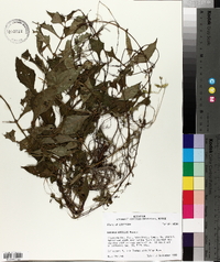 Lycopus rubellus image