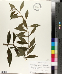 Lycopus rubellus image