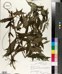 Lycopus rubellus image