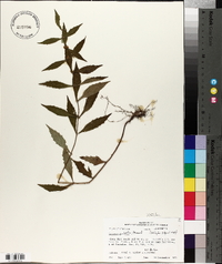 Lycopus rubellus image