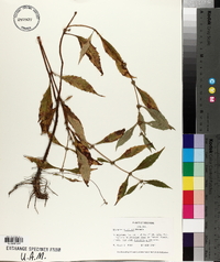 Lycopus rubellus image