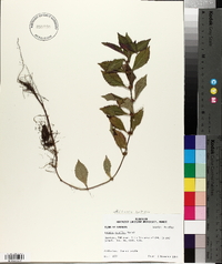 Lycopus rubellus image