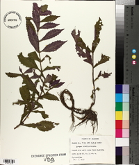 Lycopus rubellus image