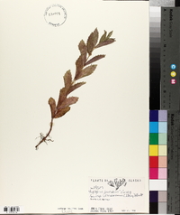 Lycopus asper image