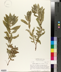 Lycopus asper image