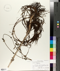 Lycopus europaeus image