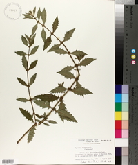 Lycopus europaeus image