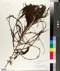 Lycopus europaeus image