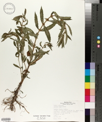 Lycopus asper image