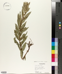 Lycopus asper image