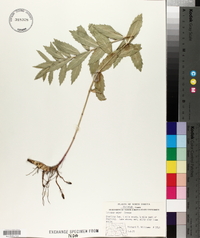 Lycopus asper image