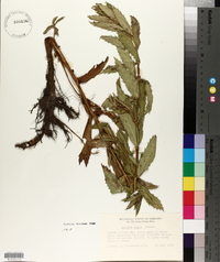 Lycopus asper image
