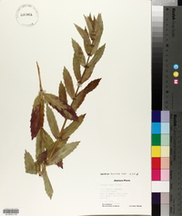 Lycopus asper image