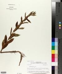 Lycopus asper image