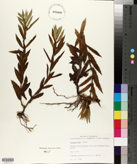Lycopus asper image