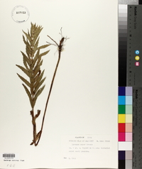 Lycopus asper image