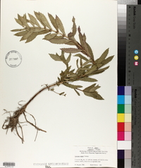 Lycopus asper image