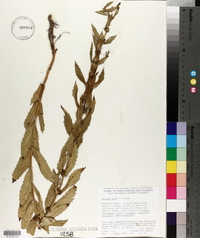 Lycopus asper image