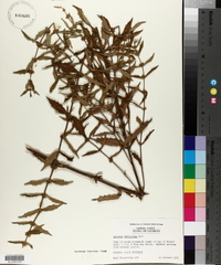 Lycopus amplectens image