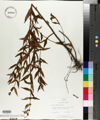 Lycopus amplectens image