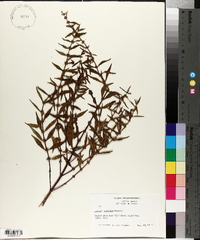 Lycopus rubellus image
