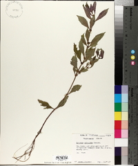 Lycopus rubellus image