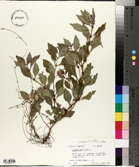 Lycopus rubellus image
